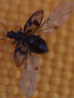 Cartodere bifasciata