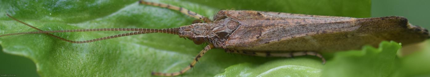 Mottled Sedge
