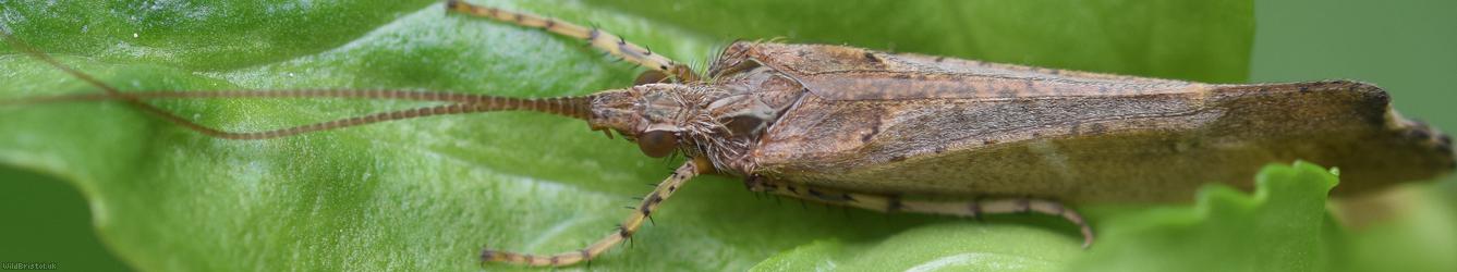 Mottled Sedge