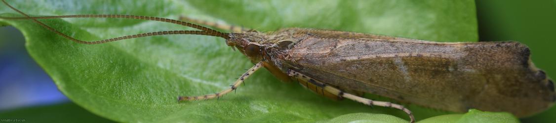 image for Caddisflies