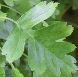 Common Hawthorn type 65