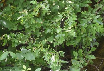 Common Hawthorn type 65