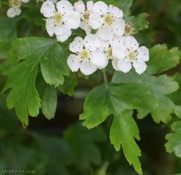 Common Hawthorn type 65