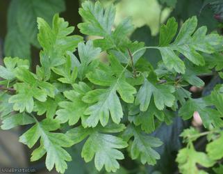 Common Hawthorn type 65