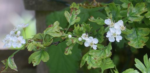 Common Hawthorn type 65