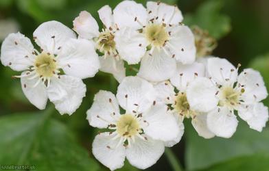 Common Hawthorn type 65