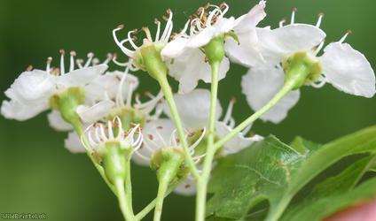 Common Hawthorn type 65