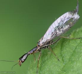 image for Snakeflies