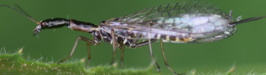 Xanthostigma xanthostigma