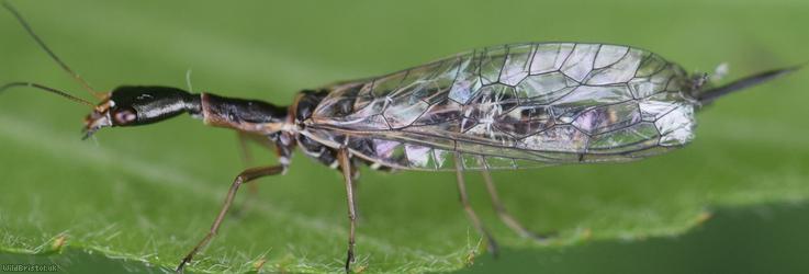 Xanthostigma xanthostigma