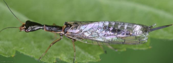 Xanthostigma xanthostigma
