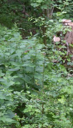 image for Common Hawthorn type 72
