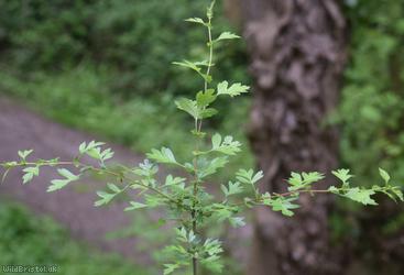 Common Hawthorn type 72