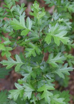 Common Hawthorn type 72