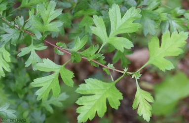 Common Hawthorn type 72