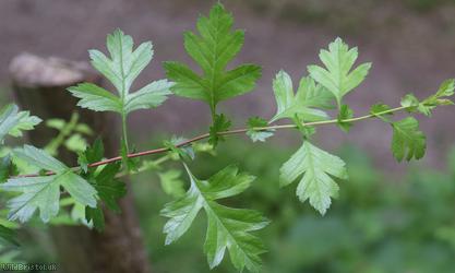 Common Hawthorn type 72