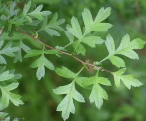 Common Hawthorn type 72