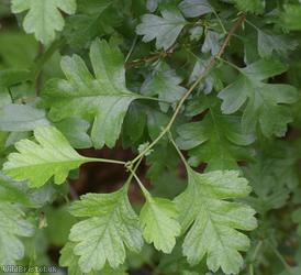 image for Common Hawthorn type 73