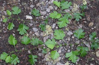 Common Hawthorn type 73