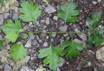 Common Hawthorn type 73