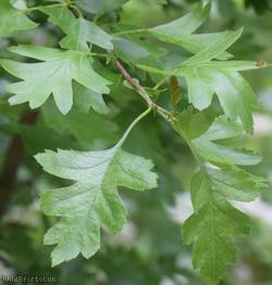 Common Hawthorn type 74