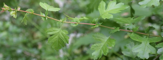 Common Hawthorn type 74