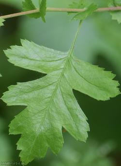 Common Hawthorn type 74