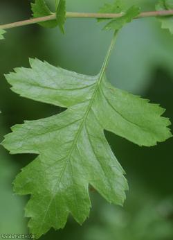 Common Hawthorn type 74