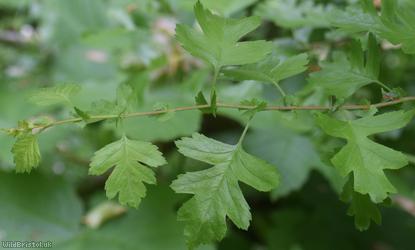 Common Hawthorn type 74