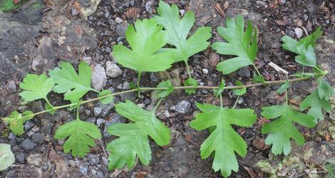 Common Hawthorn type 74