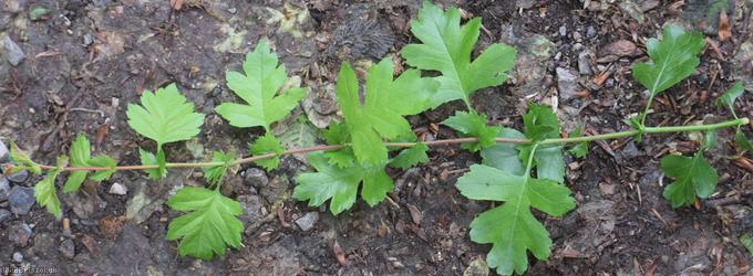 Common Hawthorn type 74