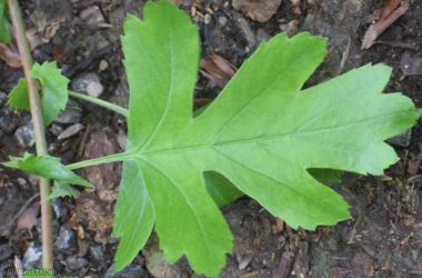 Common Hawthorn type 74