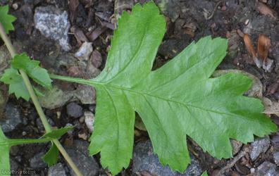 Common Hawthorn type 74