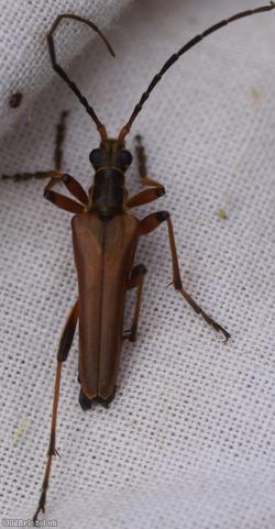 Variable Longhorn Beetle
