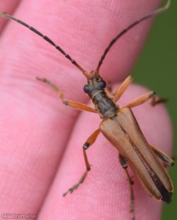 image for Variable Longhorn Beetle