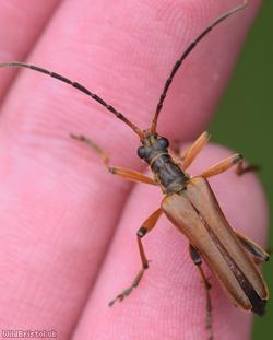 Variable Longhorn Beetle