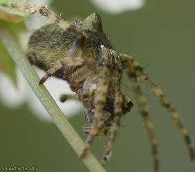Humped Orbweaver