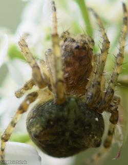 Humped Orbweaver