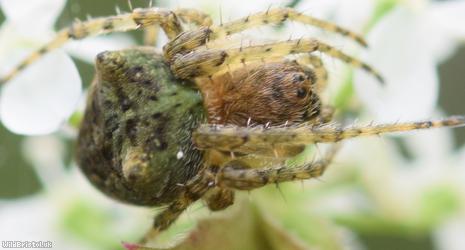 Humped Orbweaver