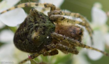 Humped Orbweaver