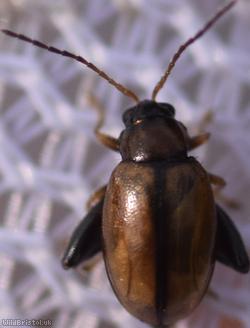Potato Flea Beetle