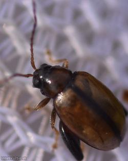 Potato Flea Beetle