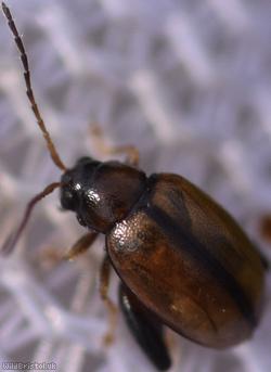 Potato Flea Beetle
