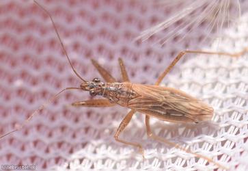 Field Damsel Bug