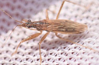 Field Damsel Bug