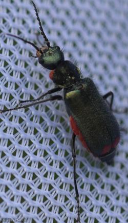 Common Malachite Beetle
