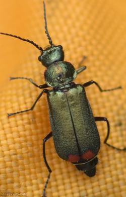 Common Malachite Beetle