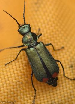 Common Malachite Beetle