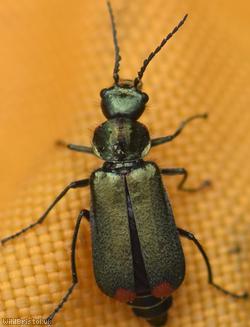 Common Malachite Beetle