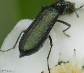 Lesser Thick-legged Flower Beetle